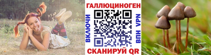 закладки  Волжск  Псилоцибиновые грибы Cubensis 