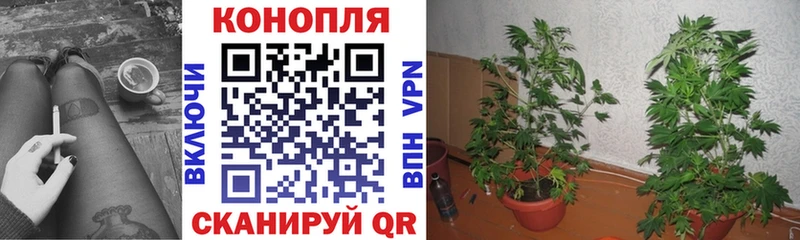 где купить наркоту  Волжск  Бошки марихуана Bruce Banner 